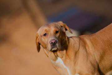 Lovely brown or ginger labrador female dog pictured outdoors enjoying her time in nature.