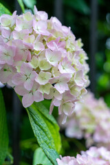 Hydrangeas in summer Baztan Valley, Navarre, Northern Spain