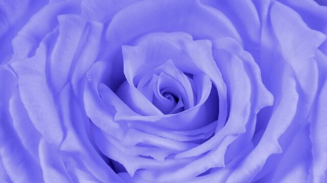 Timelapse of toned in violet rose growing blossom from bud to big flower macro shot. Color of the year 2022