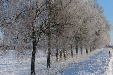 beautiful frost on the roadside in winter