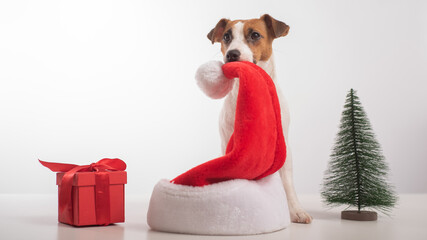 Smart dog jack russell terrier holds a santa claus hat in his mouth. Merry Christmas