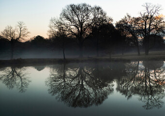 Blue hour over the water with reflections of winter oak trees