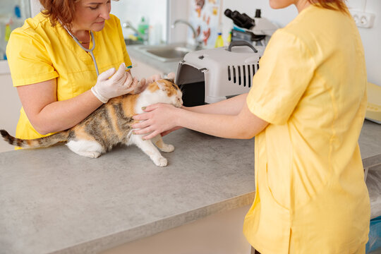 Photo of cat vaccination at vet clinic