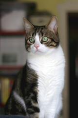 Naklejka na ściany i meble Beautiful tabby cat sitting on a cat tree at home. Selective focus.