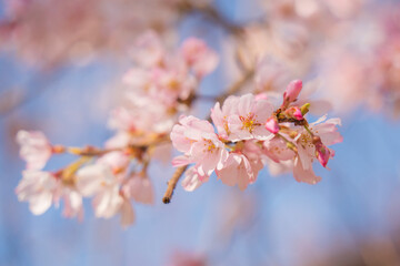 【枝垂れ桜】春のイメージ素材