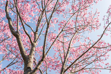 【桜】春のイメージ素材