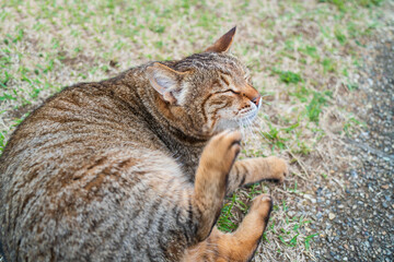 【猫】芝生でくつろぐキジトラ猫