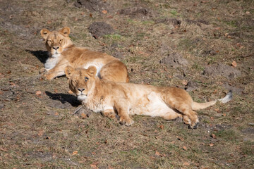lion cub in the wild
