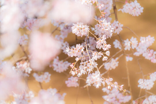 【枝垂れ桜】春のイメージ素材 © Naokita