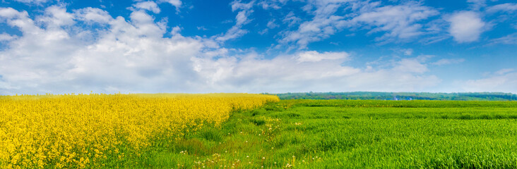 Fototapeta premium Wide field with yellow rapeseed flowers and green grass, picturesque sky over the field on a sunny spring day