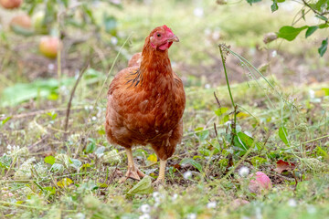 Brown chicken in the garden near the apple tree. Raising chickens