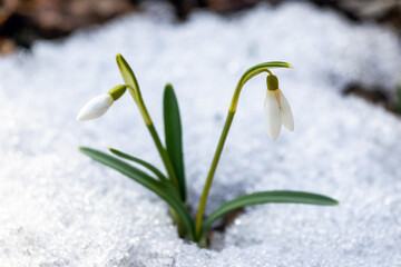 White delicate snowdrops in the woods in the snow
