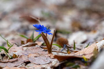 Blue snowdrops in early spring in the forest on a blurred background