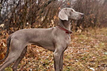 portrait of beautiful Weimaraner dog an autumn nature. Hunting dog outdoors. Loyal friend....