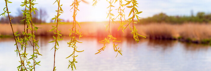 Spring landscape with willow by the river on a sunny day. Willow branches with leaves by the river