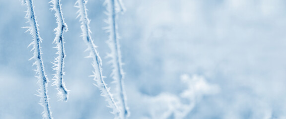 Winter Christmas and New Year background with frost-covered birch branches on blurred background, copy space