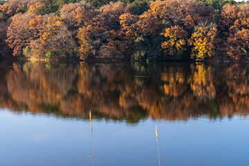 Beautiful morning in the Moomin pack reflects lake water with autumn. Seasonal colourful nature background. Japanese garden.