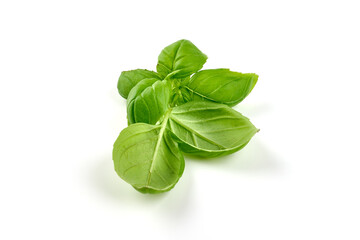 Organic basil leaf, isolated on white background.