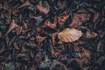 Woodland Leaves