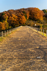 Naklejka premium Beautiful autumn season Red and orange leave background. Colourful golden nature background. Japanese garden