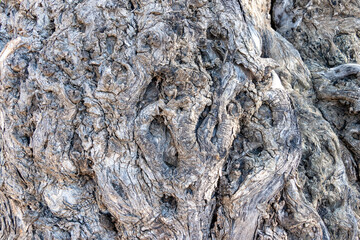 Detail of the wrinkles on the trunk of a centenary olive tree