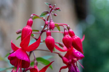 Close-up of a pink Fuchsia on leaf background