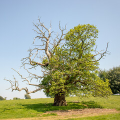 Sweet chestnut tree in the summertime.