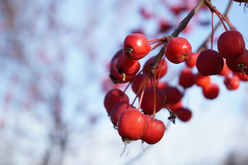 A branch with ripe red wild apple hips against a blue sky