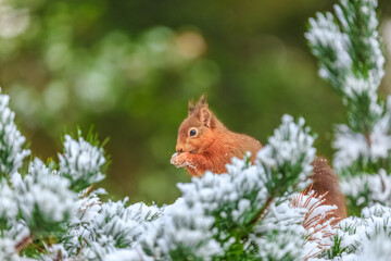 Red squirrel feeding in snow covered pine trees  © Michael Conrad