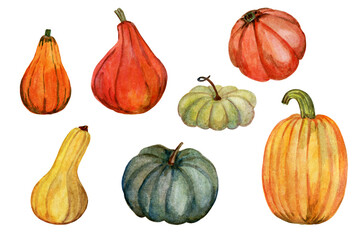 A set of pumpkins of different varieties. Watercolor illustration of harvest ripe vegetables. The food is hand-drawn. Vegetarian edible delicious herb. Bright design for the interior of the kitchen/