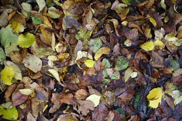 Autumn leaves on the ground