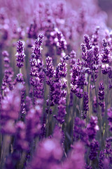 Fototapeta premium Selective focus Lavender flowers at sunset rays, Blooming Violet fragrant lavender flower summer landscape. Growing Lavender, harvest, perfume ingredient, aromatherapy. Lavender field lit by sunlight