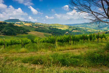 Country landscape near Monterubbiano, Marche, Italy