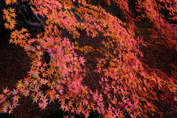 小江戸川越　喜多院のどろぼう橋あたりの紅葉模様