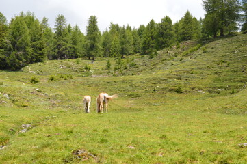 Two Haflinger horses on a meadow in Southtyrol 