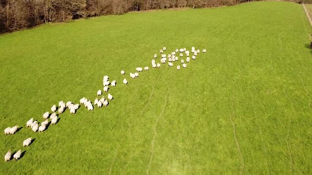 aerial footage of a sheep flock pacing in a green meadow in the basque country, spain