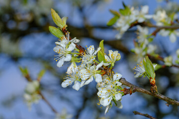 Blüten mit Tautropfen an einem Obstbaum / Blühender Apfelbaum im Frühling vor einem blauen Himmel