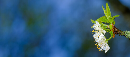 Blüten mit Tautropfen an einem Obstbaum / Blühender Apfelbaum im Frühling (Breit)