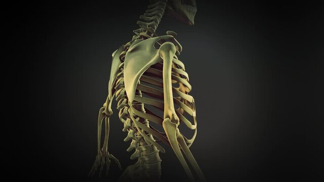 Rib cage bone joints anatomy