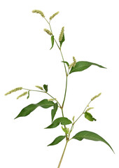 Persicaria maculosa (Polygonum persicaria) flower