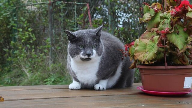 Grey cat is lying on table in garden. Summer, sunset.