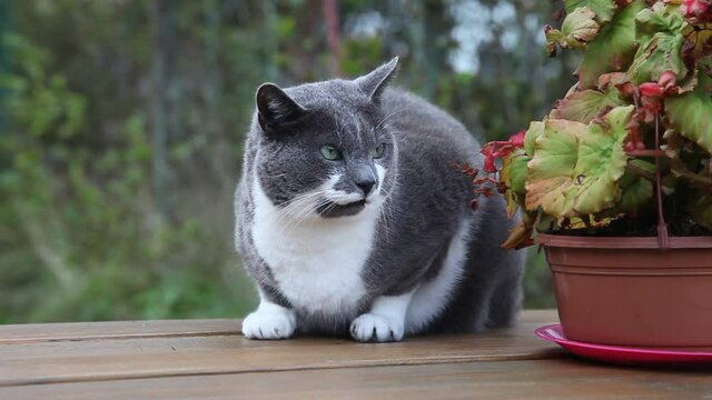 Grey cat is lying on table in garden. Summer, sunset.