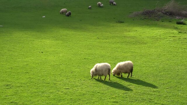sheep flock in a farm in the countryside in the basque country