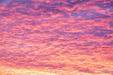 bright pink and orange puffy clouds in the sky during sunrise or sunset illuminating the sky in colors. rare weather phenomenon in times of climate changes. no people, high contrast clouds only.
