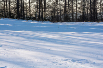 カラマツ林と雪上の影
