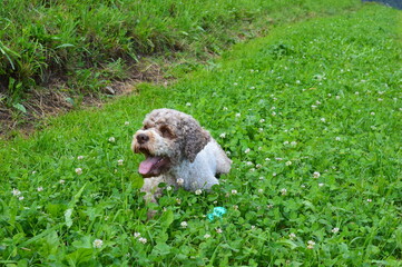 Portrait of a Lagotto Romagnolo dog