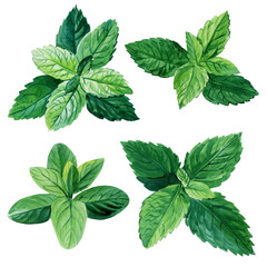 Fresh mint leaves and stems on isolated white background, watercolor illustration, peppermint  © Hanna