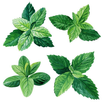 Mint Drawing Images – Browse 248,618 Stock Photos, Vectors, and Video |  Adobe Stock