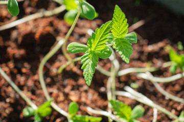 Close-up of fresh cannabis sapling plant in the garden