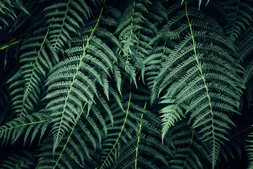 Fototapeta na wymiar Fern leaves background. Close up of dark green fern leaves